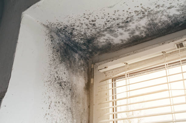 Affordable Basement Mold Removal solutions in Sea Girt, NJ